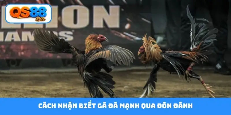 Cách nhận biết gà đá mạnh qua đòn đánh
